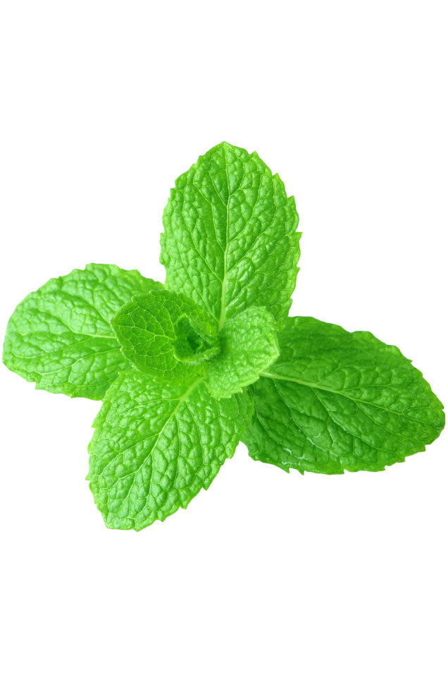 dōTERRA Spearmint Essential Oil